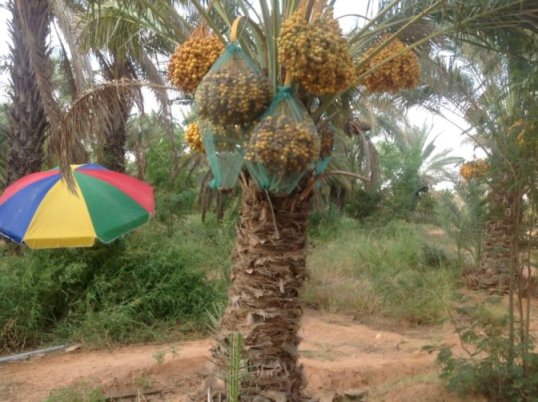 Mashruuca hormarinta Beeraha Timirta Puntland, maanta iyo berri (Puntland)