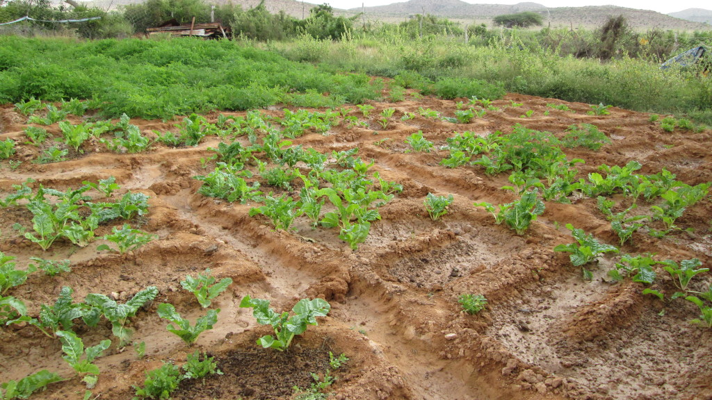 Beeralayda Puntland oo diiday dalagyo ay tijaabinayaan hay’ado caalami ah (dhegayso)