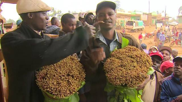 Muqaalka Bulshadda: Ganacsatada qaadka Somaalida oo jojiyeey qadki kenya ka imaan jiray (dhegayso)