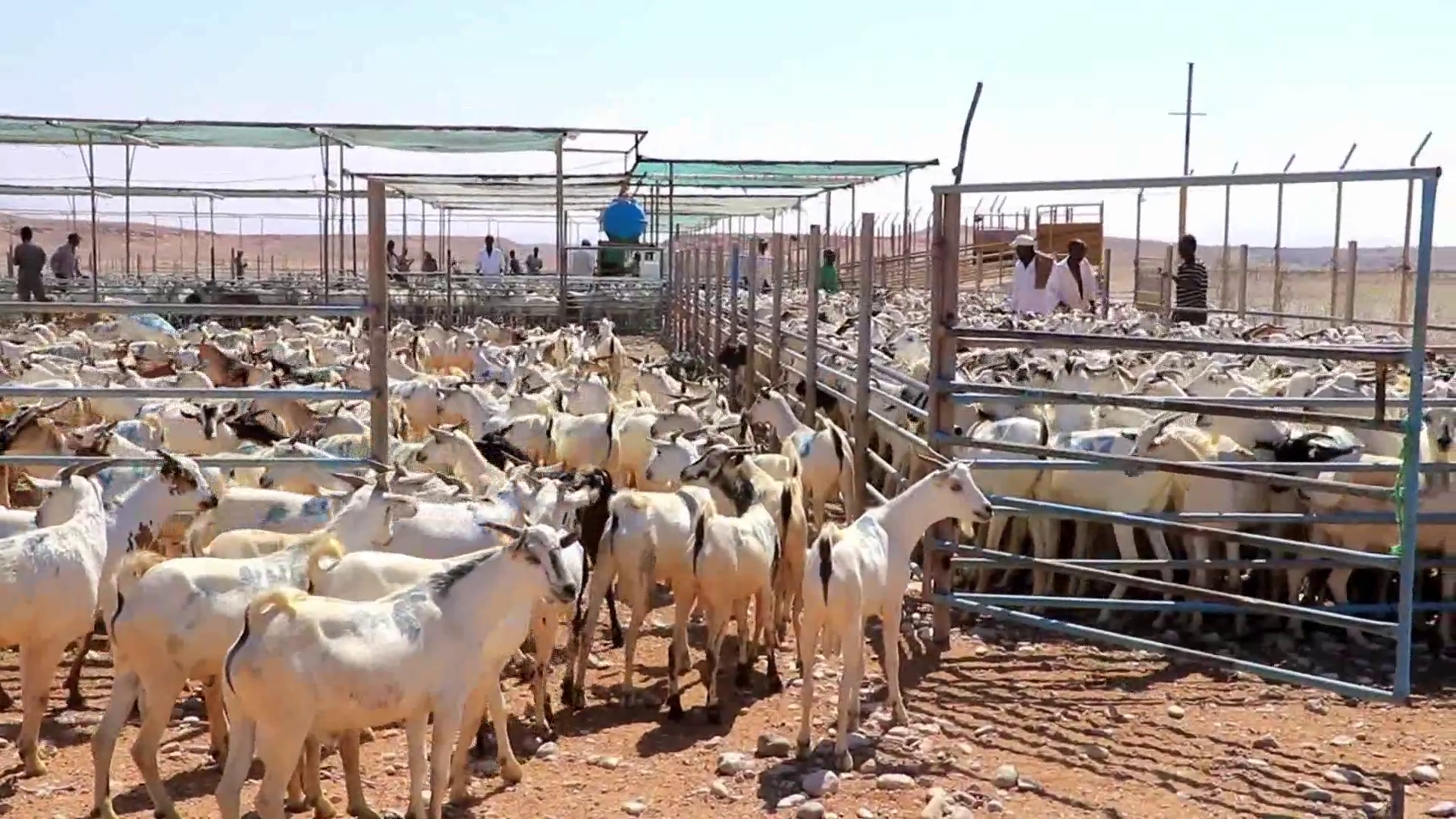 Lix Sano kadib Puntland oo xoolo u dhoofisay dalka Imaaraatka Carabta (daawo)